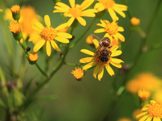 bee on flowers