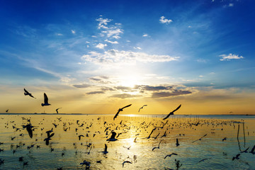 Silhouette seagulls bird are flying over the sea during sunset