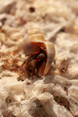 Hermit crabs crustaceans of the superfamily Paguroidea.