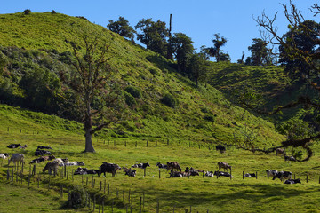 Fototapeta na wymiar Vacas en Verdes pastos de boquete Panamá