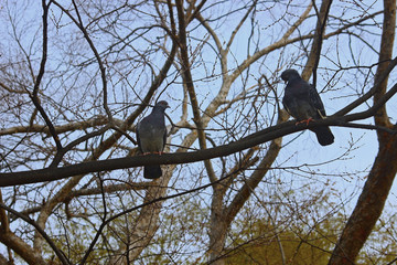 나무가지에 앉은 비둘기 한쌍