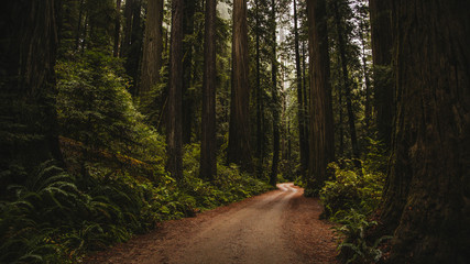 Redwoods Road
