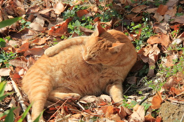 日光浴しながら毛繕いしている野良猫(宮城県)