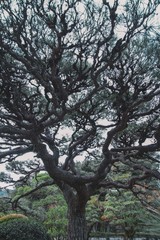 Fototapeta premium 木