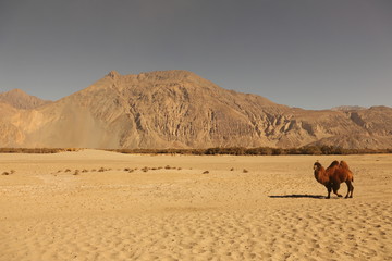 Lonely camel on the way.