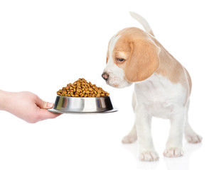 Beagle puppy sniffing dry food for pet. isolated on white background