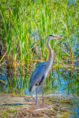 great blue heron