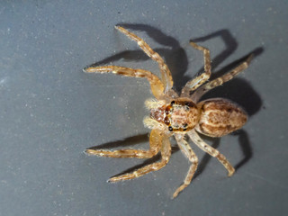 Bronze Hopper Jumping Spider (Helpis minitabunda). Maldon, Victoria, Australia