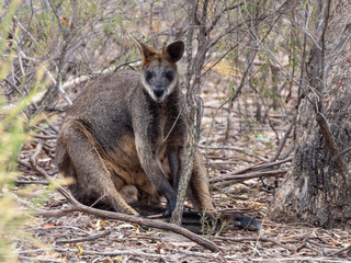 Swamp Wallaby (Wallabia bicolor) AKA Black Wallaby.  Maldon, Victoria, Australia © wrightouthere