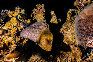 Moray eel Mooray lycodontis undulatus in the Red Sea, eilat israel