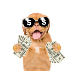 Very happy puppy with sunglasses holding dollars. isolated on white background