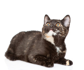 Young cat looking up. Isolated on white background