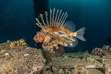 Fototapeta na wymiar Lion fish in the Red Sea colorful fish, Eilat Israel