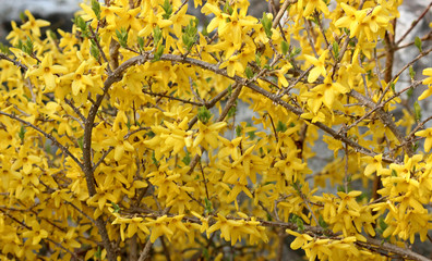 초봄 노란 개나리 꽃