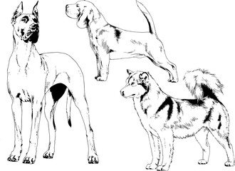 vector drawings sketches pedigree dogs in the racks drawn in ink by hand , objects with no background	