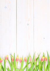 Tulips  over wooden background. Backdrop with empty space for text