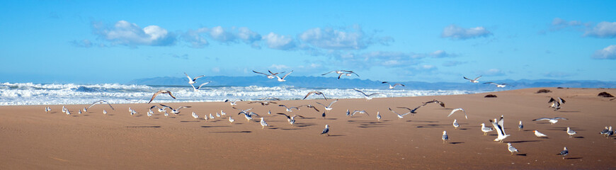 Seagulls flying on peninsula of sand between Pacific ocean and the Santa Maria river at the Rancho Guadalupe Sand Dunes Preserve on the central coast of California United States