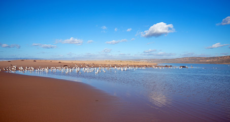 Seagulls on peninsula of sand between Pacific ocean and the Santa Maria river at the Rancho Guadalupe Sand Dunes Preserve on the central coast of California United States