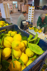 Just picked lemons with leaves waiting to be packaged in cardboard boxes in citrus factory
