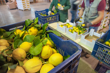 Just picked lemons with leaves waiting to be packaged in cardboard boxes in citrus factory