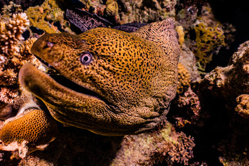 Naklejka na ściany i meble Moray eel Mooray lycodontis undulatus in the Red Sea, eilat israel