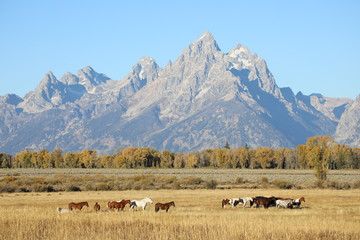 Horses and Grand Teton