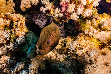 Moray eel Mooray lycodontis undulatus in the Red Sea, eilat israel