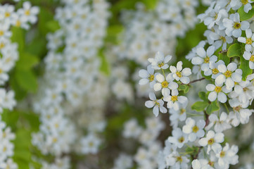 white flowers of apple tree in spring