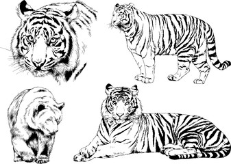 vector drawings sketches different predator , tigers lions cheetahs and leopards are drawn in ink by hand , objects with no background	