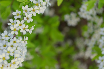white flowers of a tree in spring