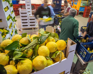 Just picked lemons with leaves waiting to be packaged in cardboard boxes in citrus factory