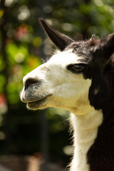 Obraz premium portrait of lama