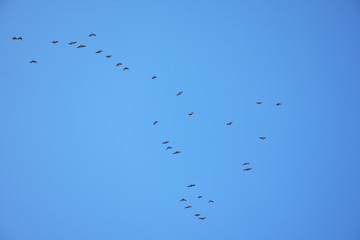 空と渡り鳥（11月）