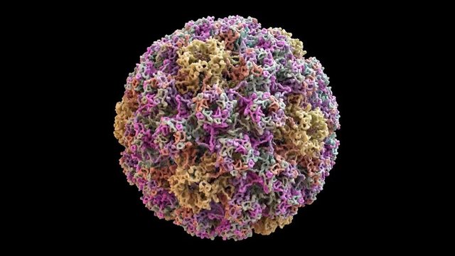 Human Papilloma Virus (HPV) Capsid Structure based on PDB : 3J6R, 360 degree rotation loop
