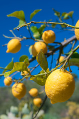 Lemons on tree during harvest time in Sicily
