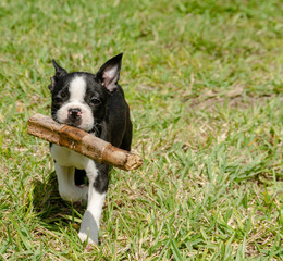 Cute Boston Terrier Running with Stick