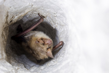 Close up strange animal Greater mouse-eared bat Myotis myotis hanging upside down in the hole of...