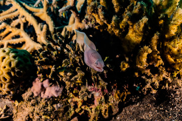 Moray eel Mooray lycodontis undulatus in the Red Sea, eilat israel