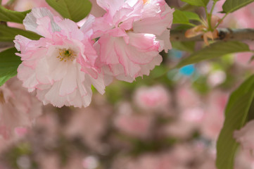 flowers of tree