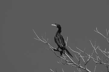 Classical Cormorant