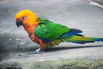 Beautiful Parrot 