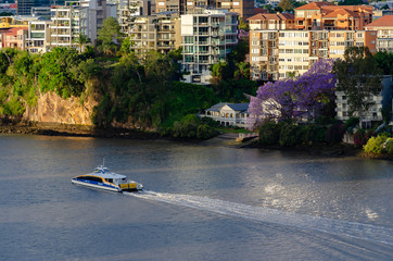 Obraz premium Brisbane City Cat ferry sails past houses and apartments on Bribane River