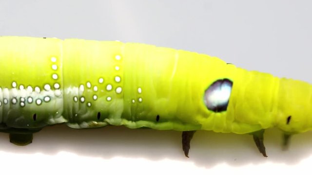 Oleander Hawk Moth Caterpillar (Daphnis nerii, Sphingidae), crawl on a white bowl.
