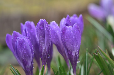 nahaufnahme eines lila krokus im frühling mit wassertropfen nach dem regen