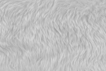 Fototapeta na wymiar White wool texture background, light natural animal wool, white seamless cotton, texture of fluffy fur for designers, close-up fragment white wool carpet