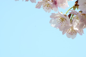 flowers on a pink background