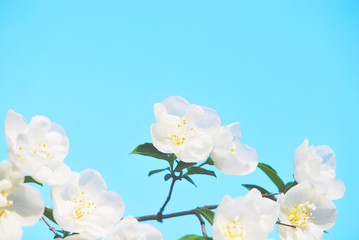 White Flower and Blue Sky