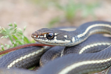 California Striped Racer Snake (Coluber lateralis)