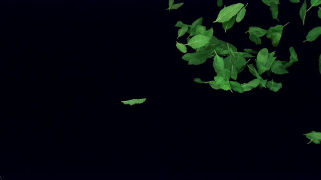 basil leaf blown away on black background in slow motion