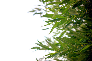 Fresh and green leaves of willow, nature background.